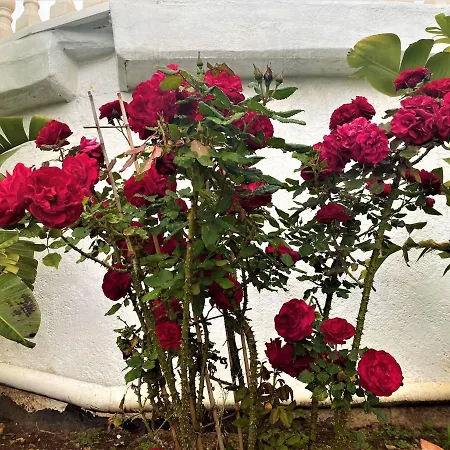 Esmeralda Altea la Vieja