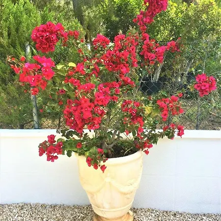 Esmeralda Villa *